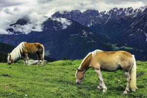 pâturage les chevaux dans alpin paysage photo