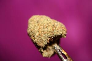 proche en haut de cali incroyable massif floraison médical marijuana bourgeons détail de cannabis sur violet arrière-plans gros Taille haute qualité instant impressions photo