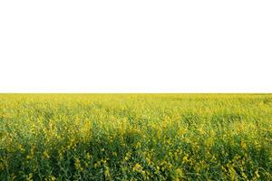 sunn chanvre, chanvre indien, crotalaria juncea Jaune fleur dans champ sur Contexte photo