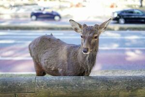 Jeune marron cerf amical errer sur de côté photo