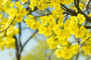 ai généré Jaune printemps feuilles, branches, et fleurs Contexte. pro photo