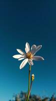 ai généré une Célibataire blanc fleur avec une bleu ciel dans le Contexte photo
