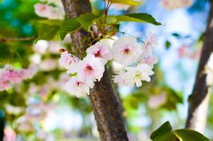 fleurs de cerisier rose de printemps avec fond de ciel bleu photo