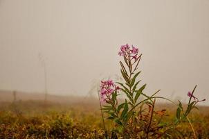 Sally en fleurs ou herbe de saule ou thé d'Ivan et brouillard photo