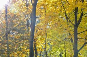 automne doré dans le parc. feuilles jaunes et rouges sur les arbres avec la lumière du soleil photo