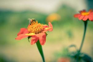 humblee-bee assis sur une fleur de dahlia rouge