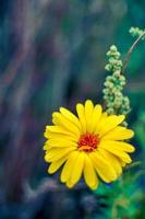 fleurs de calendula jaune en fleurs, fleurs de souci au jardin photo