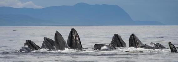 Bulle d'alimentation des baleines à bosse, Alaska photo