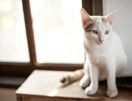 chat assis relaxant blanc, mignon drôle photo