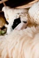 mouton brun et blanc allongé sur le sol. photo