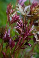 Jeune Rouge, Vert pivoine feuilles. Naturel Contexte. fermer. sélectif se concentrer. photo