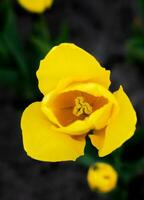 le Jaune tulipe sur une foncé Contexte. Naturel Contexte. fermer. sélectif se concentrer. photo