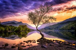 le solitaire arbre dans le milieu de le Stupéfiant Montagne intervalle photo