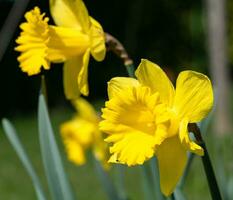 jonquille, narcisse pseudonarcissus photo