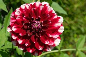 image en gros plan de dahlia photo