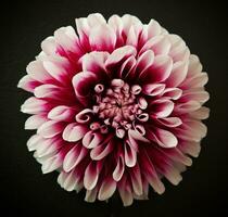 image en gros plan de dahlia photo