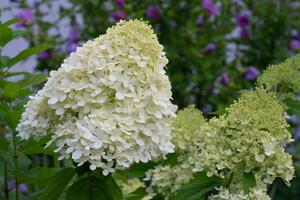 hortensia, hortensia paniquer photo