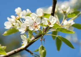 commun poire, pyrus domestica photo