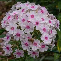 jardin phlox, phlox paniquer photo