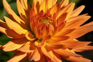 image en gros plan de dahlia photo