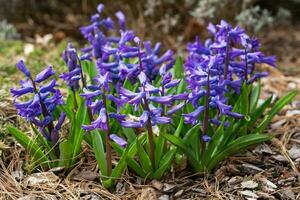 commun jacinthe, Hyacinthus orientalis photo