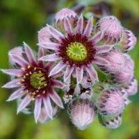 commun joubarbe, sempervivum tectorum photo