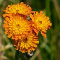 les diables pinceau, hieracium aurantiacum photo