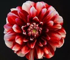 image en gros plan de dahlia photo