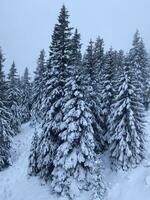 hiver paysage avec neigeux montagnes et des arbres incroyable hiver Contexte photo