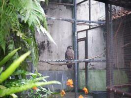 un Aigle en jouant avec une Roche sur le sol puis ouvre ses ailes dans le cage photo