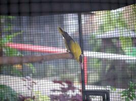 le Jaune étourneau perché sur en bois branche dans le cage et brouiller Contexte photo