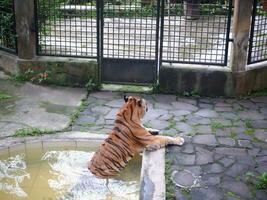 adulte tigre trempage dans une étang dans une cage photo