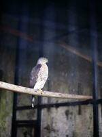 huppé autour alap alap oiseau, animal fermer, alap alap oiseau perché sur une en bois branche dans une cage photo