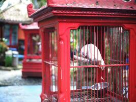 perroquet perché sur une en bois branche puis rayures ses le bec dans une rouge cage photo