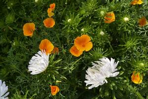 blanc et Orange fleurs sur une vert Contexte de le hauts. l'automne bouquet de fleurs. asters et écholcie. photo