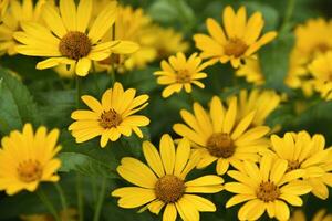 le asteraceae famille. grand Jaune fleurs. tournesol. photo