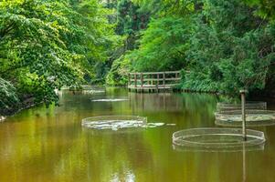 calme Lac dans une botanique jardin photo