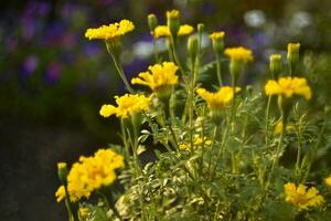 tagetes erecta. Jaune souci fleurs dans le été jardin. grand Jaune fleurs. photo