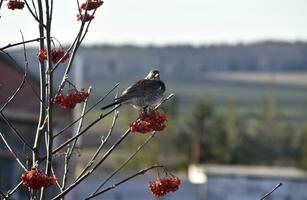 une migratoire oiseau alimente sur une sorbier des oiseleurs arbre. le gris peu oiseau est en mangeant baies. photo
