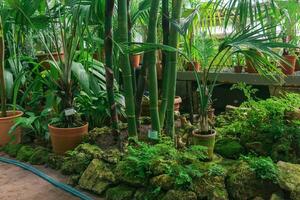 intérieur de une grand tropical serre avec exotique les plantes photo