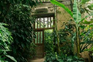 intérieur de un vieux serre avec une collection de tropical les plantes photo