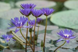 magnifique bleu tropical l'eau lis fleurs proche en haut photo