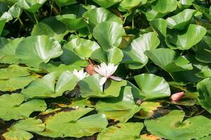 magnifique lotus fleur parmi feuilles dans Naturel habitat photo