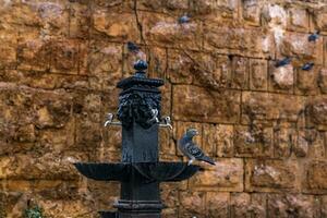 Colombe les boissons de une ancien Fontaine contre le Contexte de un antique mur dans le centre de Antalya photo