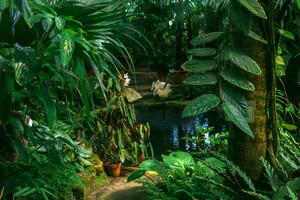 intérieur de ancien serre avec une ombragé bassin parmi tropical végétation photo