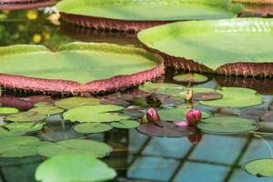 violet bourgeons de une tropical l'eau lis avant floraison dans une serre bassin photo