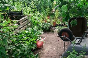 jardinage outils, brouettes et arrosage pouvez parmi les plantes dans le jardin photo