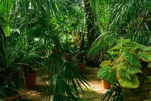 intérieur de une grand serre avec paume des arbres et autre tropical les plantes photo