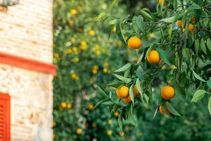 mûr des oranges sur une branche contre le toile de fond de une flou jardin et rural maison photo