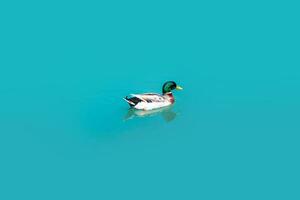 seul canard nage par le bleu l'eau photo